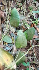 Hoya latifolia