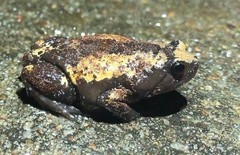 Uperodon triangularis