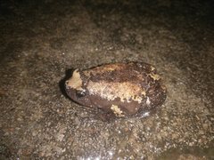 Uperodon triangularis