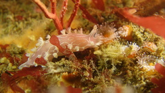 Tritonia festiva