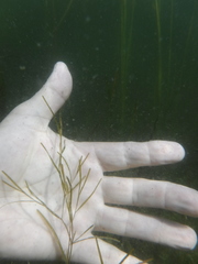 Potamogeton pusillus pusillus