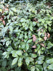 Ruscus colchicus