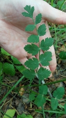 Pimpinella saxifraga