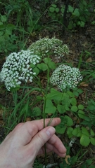 Pimpinella saxifraga
