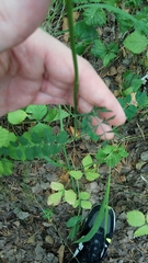 Pimpinella saxifraga