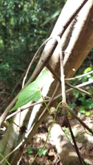 Dioscorea sansibarensis