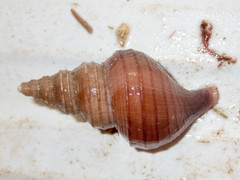 Neptunea despecta