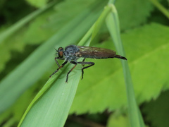 Neoitamus socius