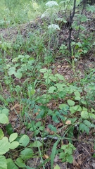 Pimpinella saxifraga