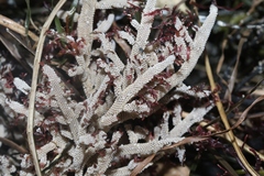 Jellyella tuberculata