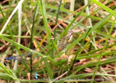 Alpaida variabilis