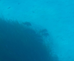 Sciaena umbra