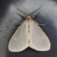 Pagara simplex
