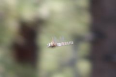 Rhionaeschna multicolor