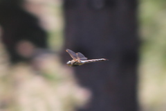 Rhionaeschna multicolor