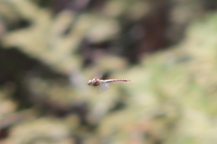 Rhionaeschna multicolor