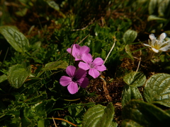 Dianthus glacialis