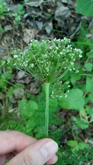 Apiaceae