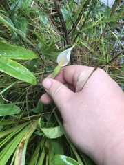 Peltandra sagittifolia