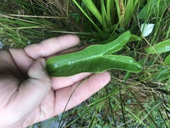 Peltandra sagittifolia