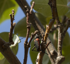 Purpuricenus kaehleri