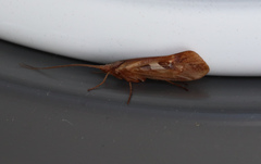 Limnephilus rhombicus