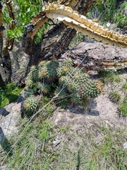 Coryphantha octacantha