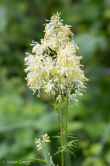 Thalictrum lucidum