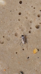 Habroscelimorpha dorsalis