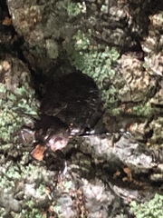 Osmoderma scabra