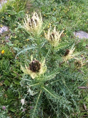 Cirsium spinosissimum