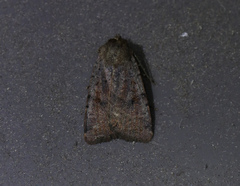 Protolampra sobrina