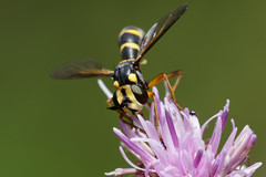 Conops scutellatus