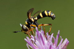 Conops scutellatus