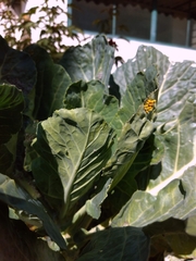 Ascia monuste orseis