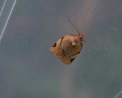 Paramesia gnomana
