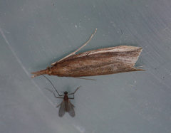 Donacaula mucronella