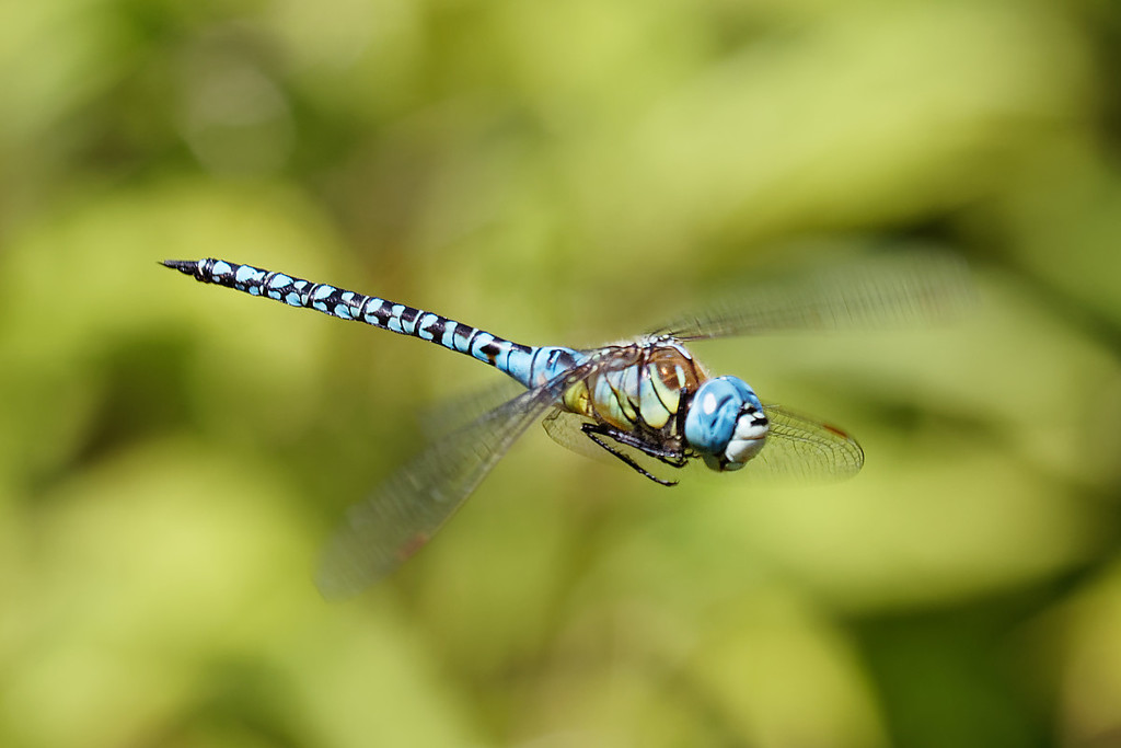 Æschne affine (Libellules et demoiselles de Belgique) · iNaturalist