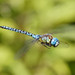 Southern Migrant Hawker - Photo (c) sylvester_k, some rights reserved (CC BY-NC), uploaded by sylvester_k