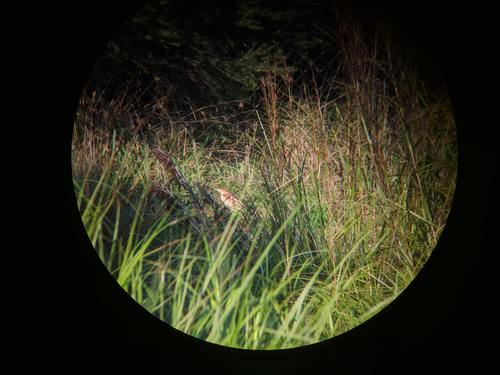 Black-backed Bittern (Botaurus dubius), photo 8