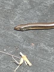 Ophisaurus ventralis