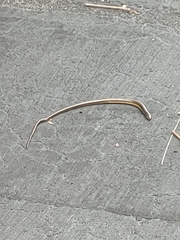 Ophisaurus ventralis