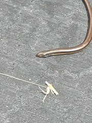 Ophisaurus ventralis