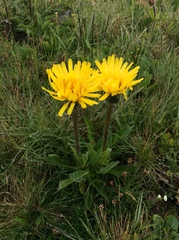 Hypochaeris uniflora