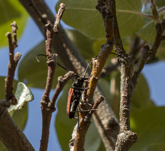 Purpuricenus kaehleri