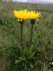 Hypochaeris uniflora