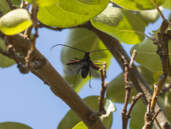 Purpuricenus kaehleri