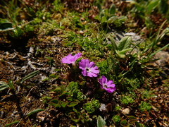 Primula minima