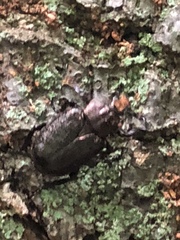 Osmoderma scabra