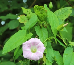 Calystegia × pulchra